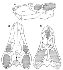 The Osteology of the Reptiles p53.png