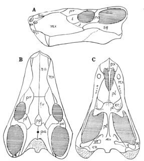 <i>Scylacops</i> Extinct genus of therapsids