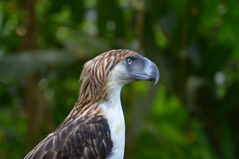 File:The Philippine Eagle (9103402533).jpg