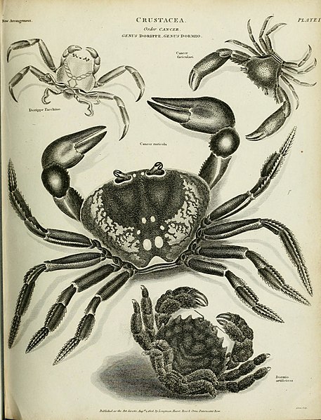 File:The cyclopaedia; or, Universal dictionary of arts, sciences, and literature. Plates (1820) (20199223644).jpg