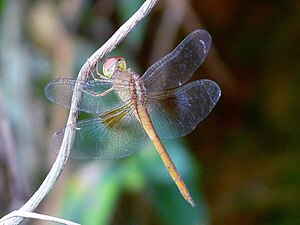 Coral-tailed Cloudwing (Tholymis tillarga) female