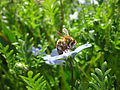 Thomas pix - busy bee (by).jpg