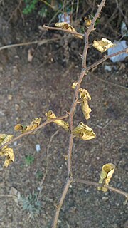 Thorns, spines, and prickles A branch that is a sclerified, pointed outgrowth. Modified stems, leaves, stipules, or parts of leaves, with sharp, rigid ends (like prickles), that commonly contain vascular tissue (unlike prickles)