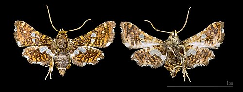 Mounted specimen. Upperside and underside Thyris fenestrella MHNT.CUT.2012.0.357 Claix (Isere).jpg