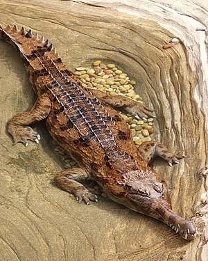 Tomistoma schlegelii false gharial LA zoo 01.jpg