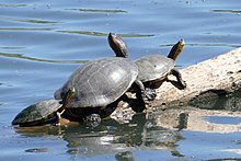 Trachemys nebulosa.jpg 