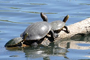 Trachemys nebulosa.jpg