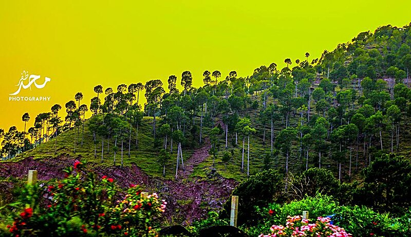 File:Trees on mountain (01).jpg