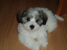 coton de tulear dander