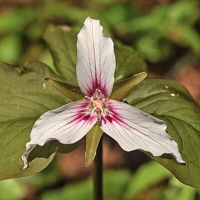 Painted trillium