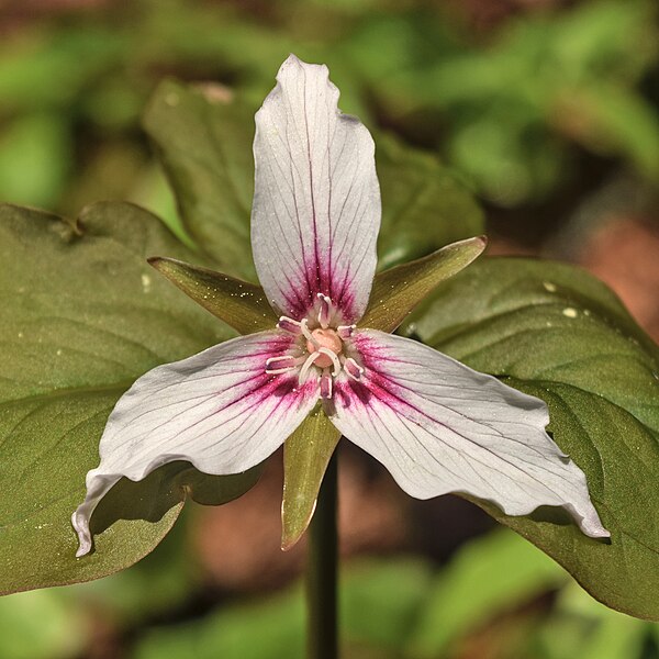 File:Trillium undulatum.jpg