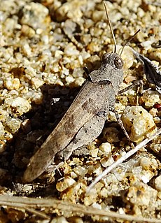 <i>Trimerotropis thalassica</i> Species of grasshopper