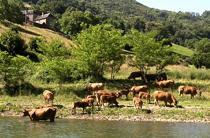 Troupeau de vaches au bord du Lot.