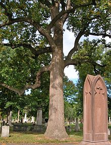 Old North Cemetery, Hartford, CT Tulip Tree and Gravestones in Old North Cemetery, Hartford, CT - September 24, 2014.jpg