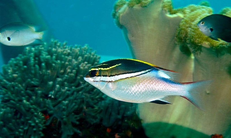 File:Two-lined Monocle Bream (Scolopsis bilineata) (6073383248).jpg