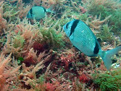 Deux sars à tête noire avec, en fond, Asparagopsis armata.