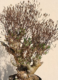 <i>Tylecodon reticulatus</i> Species of succulent