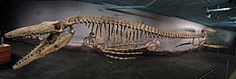 Tylosaurus pembinensis csontváza