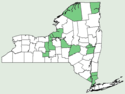 Typha × glauca NY-dist-map.png