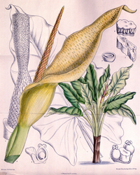Typhonodorum lindleyanum, ilustracija