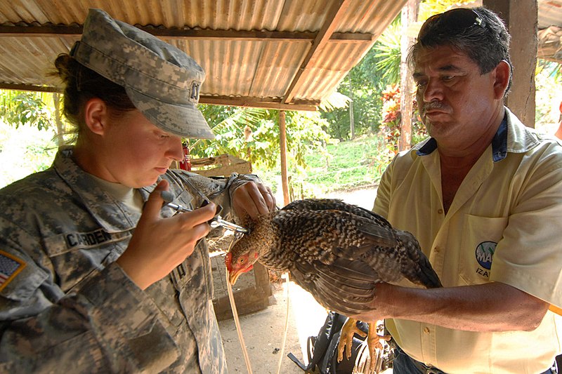 File:US Navy 100908-N-7680E-261 Army Capt. Rebecca Carden vaccinates a Guatemalan man's chicken during a veterinary mission.jpg