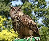 Eagle owl