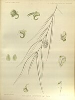 plate 297 Uncifera lancifolia