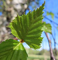 Svenska: Vårtbjörk vid Björkhagen, Väsmestorps naturreservat. Maj 2023. (6445960, 402255)