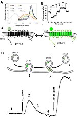 Miniatura para VGluT1-pHluorina