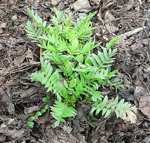 Valeriana officinalis (plant)