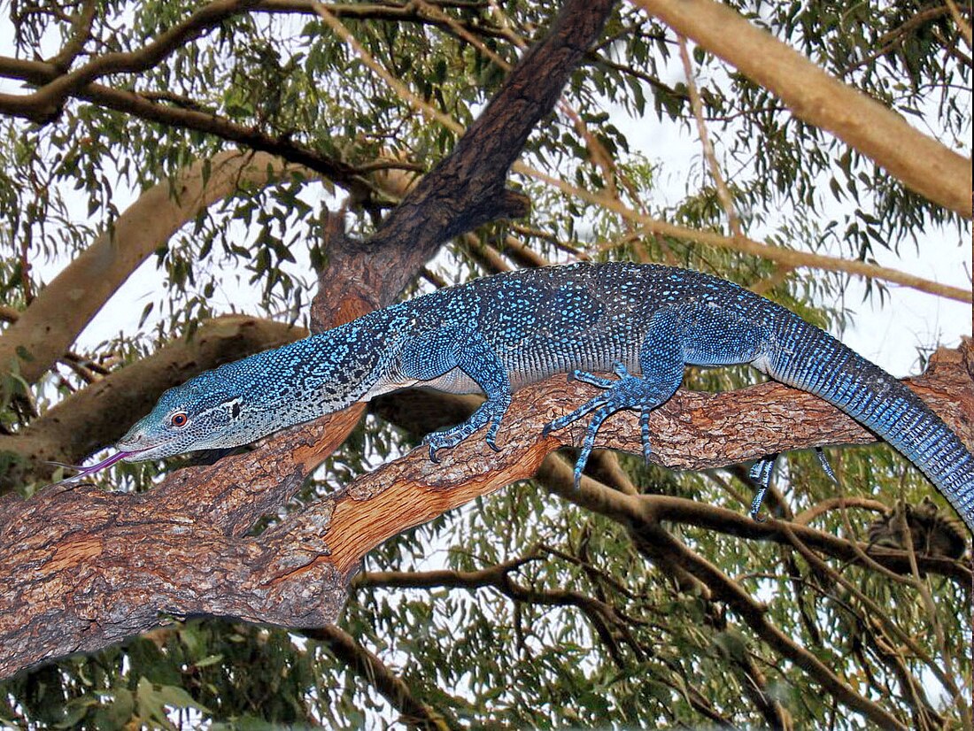 Varanus macraei