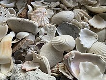A sample of shells from Venice beach