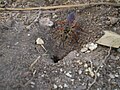 Uma vespa do gênero Sphex cavando um ninho.