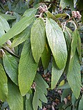 Viburnum rhytidophyllum (6).JPG