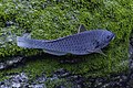 * Nomination Mediterranean parrotfish (Sparisoma cretense), Monte da Guia, Faial Island, Azores, Portugal --Poco a poco 12:31, 22 September 2021 (UTC) * Promotion Good quality. --Moroder 03:32, 1 October 2021 (UTC)