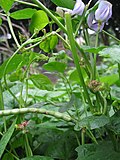 Miniatura para Vigna unguiculata subsp. cylindrica