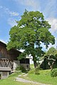 * Nomination Black locust tree at the Mantinghof farmhouse South Tyrol. --Moroder 11:37, 1 August 2017 (UTC) * Promotion Good quality but please retouch the car at the right border. --Berthold Werner 11:53, 1 August 2017 (UTC) Done Killed the beast. Thanks --Moroder 15:06, 1 August 2017 (UTC)