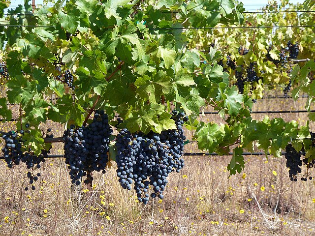 Cabernet Sauvignon grapes from Ridge's Monte Bello vineyard.