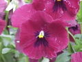 Viola tricolor4.jpg