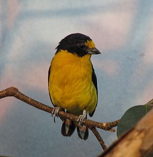 <i>Euphonia</i> Genus of birds