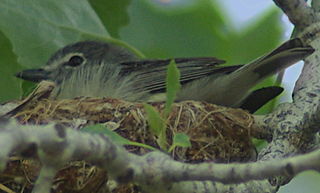 Plumbeous vireo Species of bird