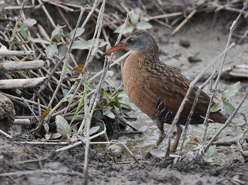 File:Virginia Rail - 42044435381.jpg