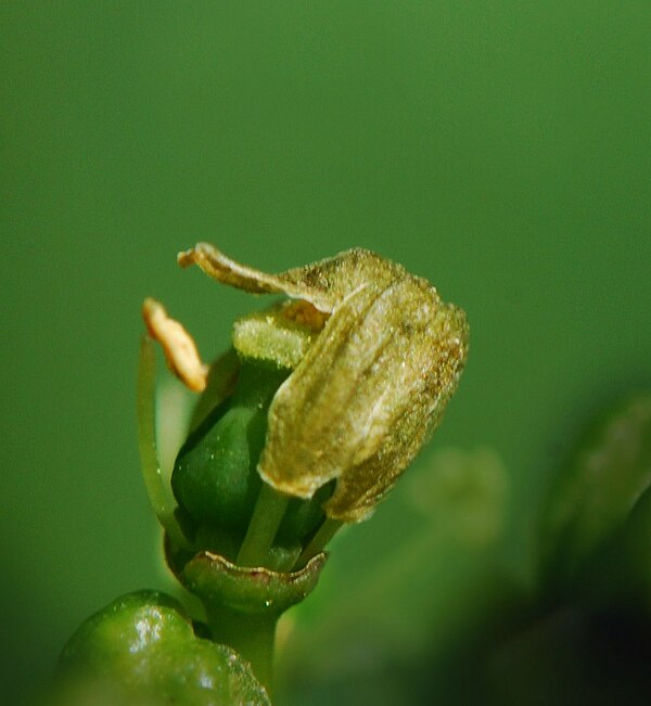 The calyptra is shed and pollen is transferred from the anthers to the stigma fertilizing the flower.