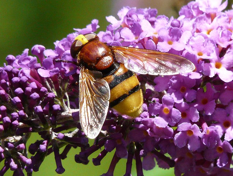 File:Volucella zonaria sur buddleia (2).JPG