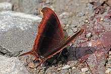 Pelayan daggerwing (Marpesia zerynthia dentigera).jpg