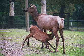 Female elk nursing young Wapiti (01) 2006-09-19.JPG