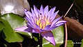 Water lily (8726221118).jpg
