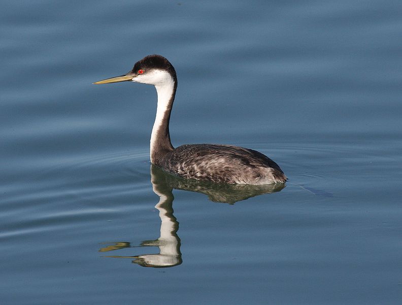 File:Western Grebe swimming.jpg