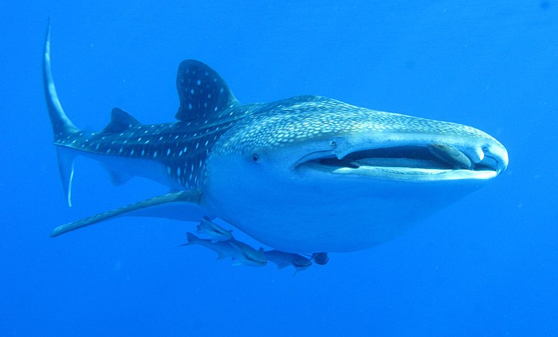 File:Whaleshark, Daedalus Reef, Red Sea, Egypt - take 2 (6142991715).jpg