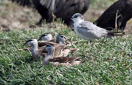 Fail:Whiskered_Tern_with_Cotton_Pygmy_Geese_I_IMG_9385.jpg